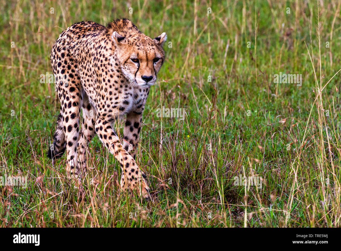 cheetah (Acinonyx jubatus), female cheetah walking through high grass, Kenya, Masai Mara National Park Stock Photo