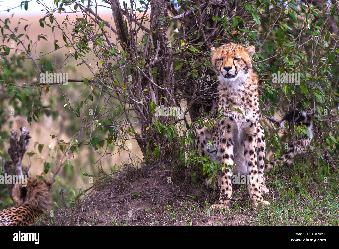 cheetah (Acinonyx jubatus), female cheetah sitting at a bush, front view, Kenya, Masai Mara National Park Stock Photo