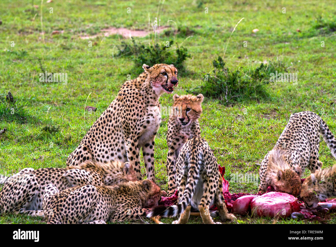 cheetah (Acinonyx jubatus), cheetah family eating at a cadaver, Kenya, Masai Mara National Park Stock Photo
