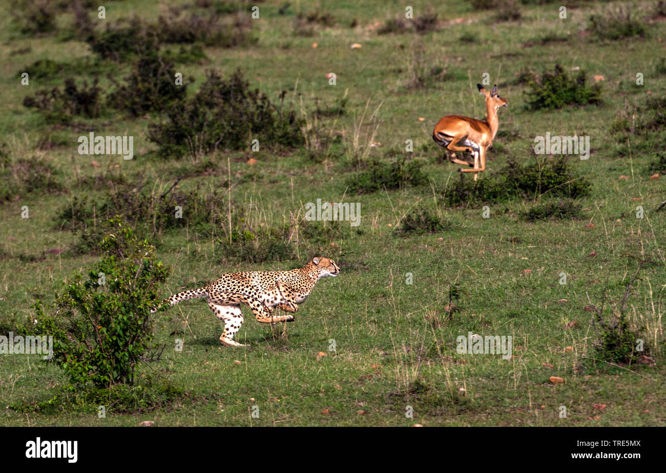 cheetah (Acinonyx jubatus), hunting an antelope in the savannah, side view, Kenya, Masai Mara National Park Stock Photo