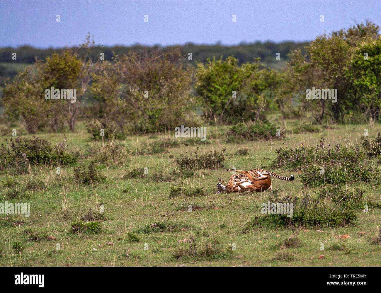 cheetah (Acinonyx jubatus), has killed an antelope, side view, Kenya, Masai Mara National Park Stock Photo