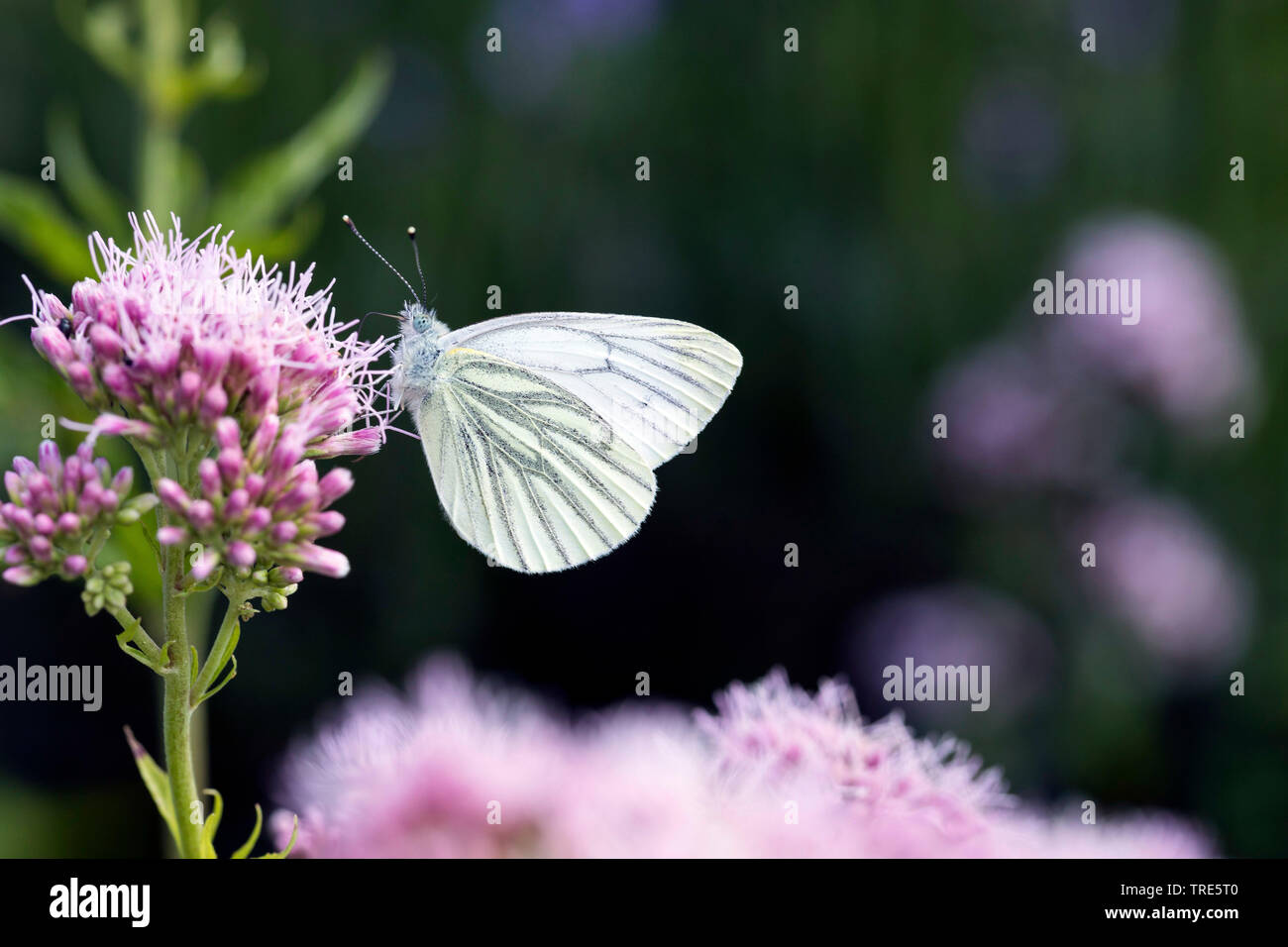 Green-veined white, Green veined white (Pieris napi, Artogeia napi ...