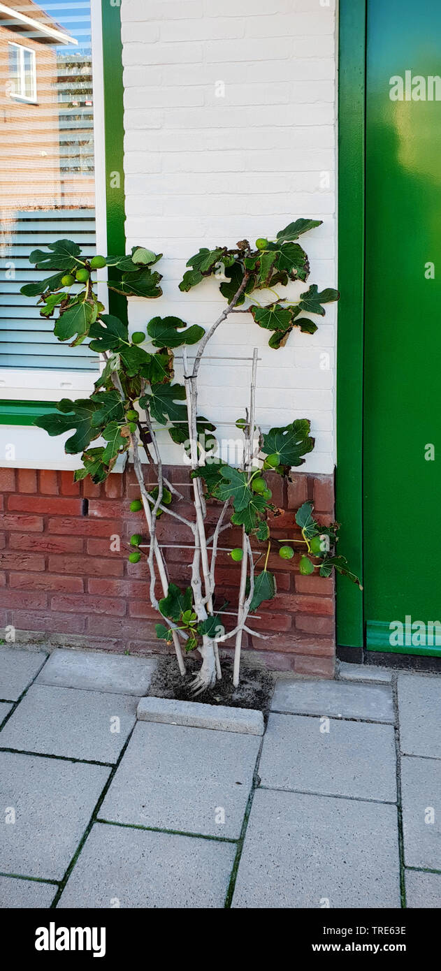 Edible fig, Common fig, Figtree (Ficus carica), fig tree planted on a pavement, Netherlands, Noordwijk aan Zee Stock Photo