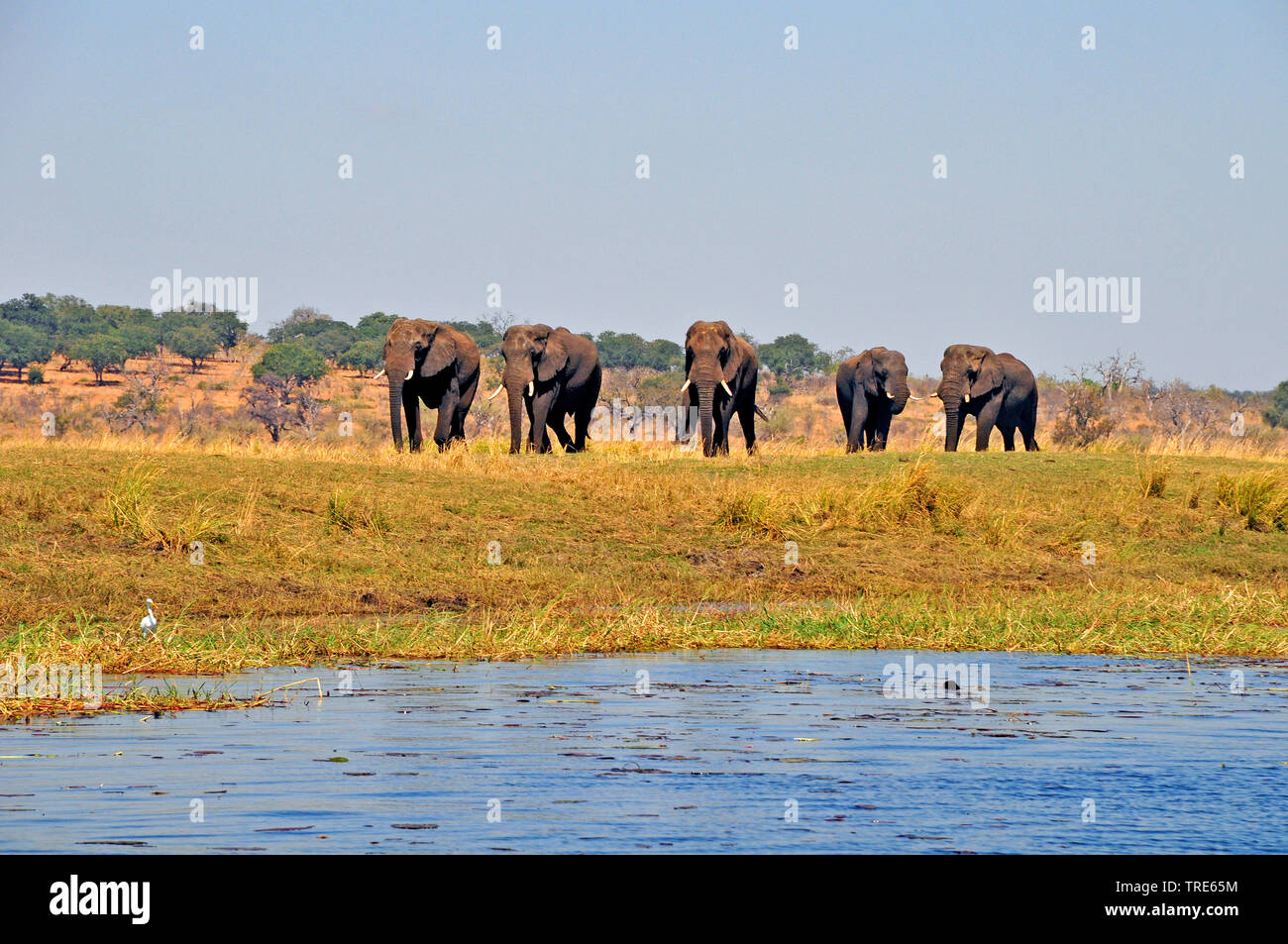 African elephant (Loxodonta africana), herd at river shore, Namibia Stock Photo