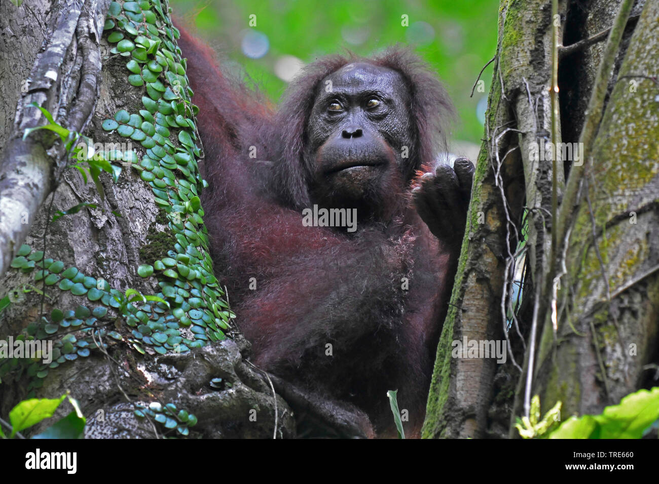 Bornean orangutan (Pongo pygmaeus pygmaeus), sits on a  fork of a branches, Indonesia, Borneo Stock Photo