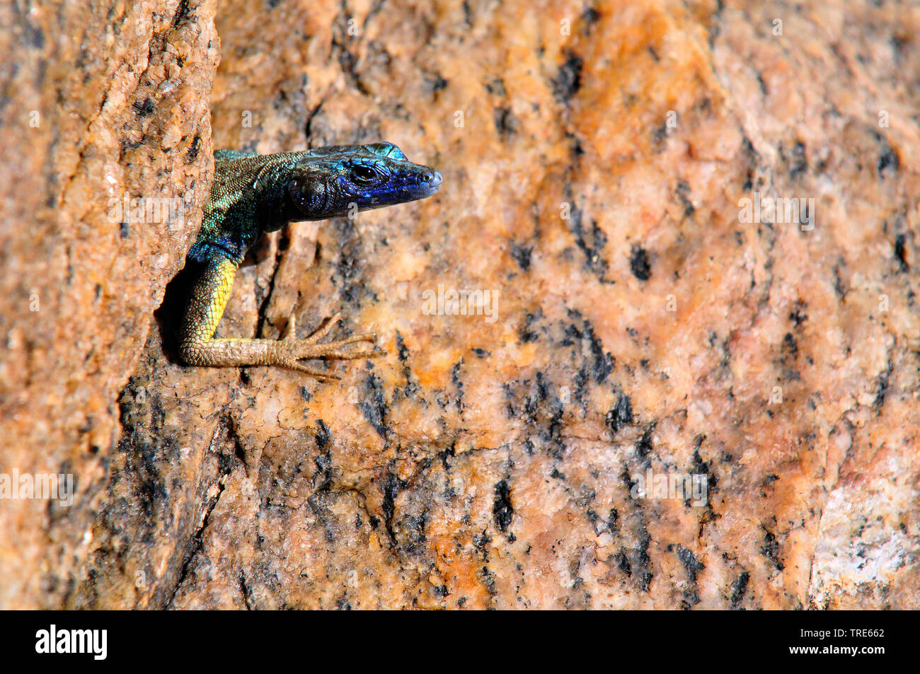 Broadley's flat lizard, Augrabies flat lizard (Platysaurus broadleyi), peers out of a rock crack, South Africa Stock Photo