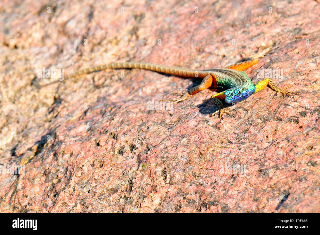 Broadley's flat lizard, Augrabies flat lizard (Platysaurus broadleyi), on a rock, South Africa Stock Photo