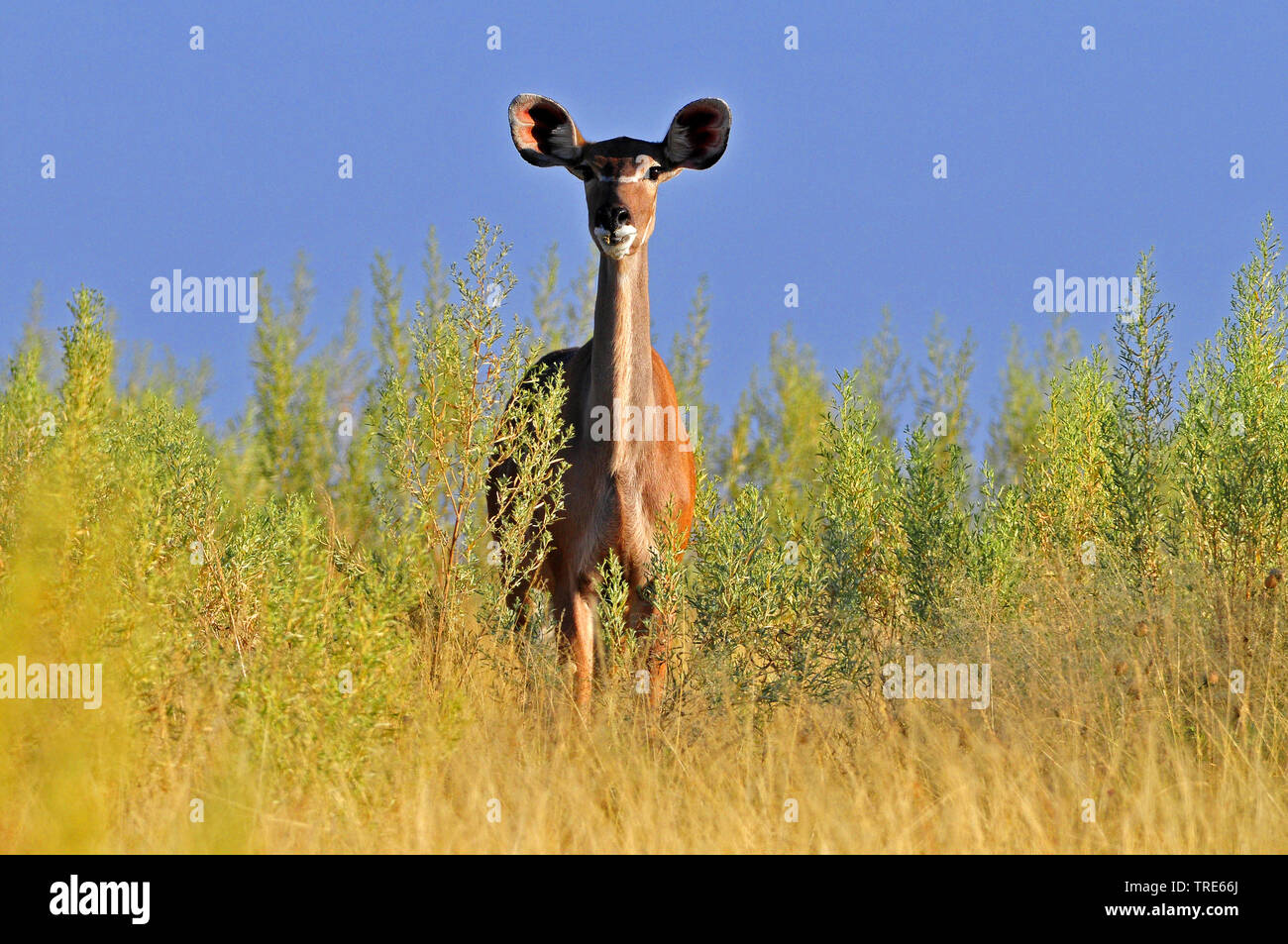 greater kudu (Tragelaphus strepsiceros), female, Namibia Stock Photo