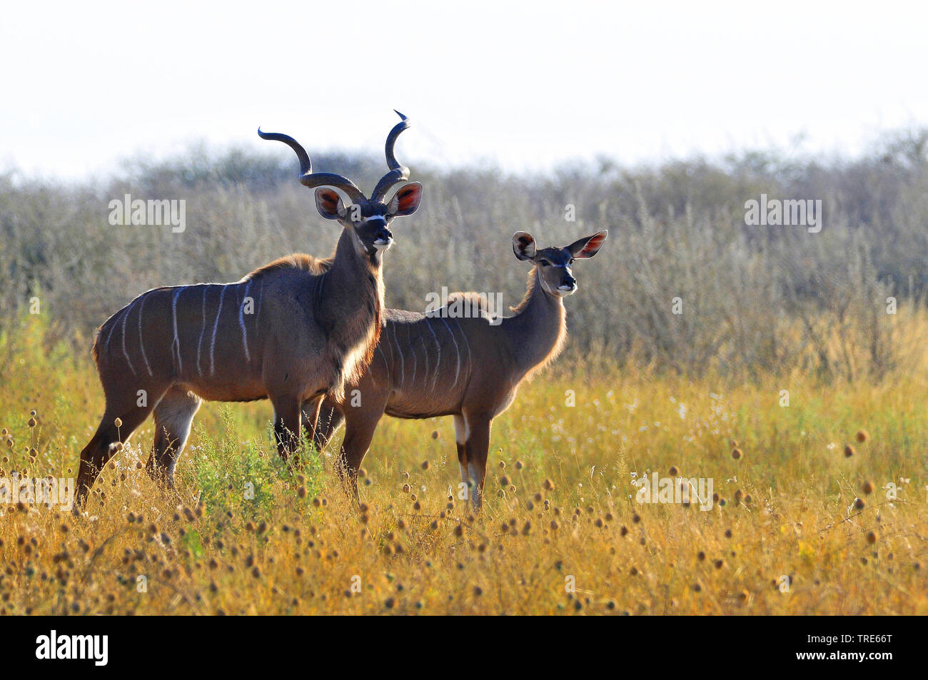 greater kudu (Tragelaphus strepsiceros), pair, Namibia Stock Photo