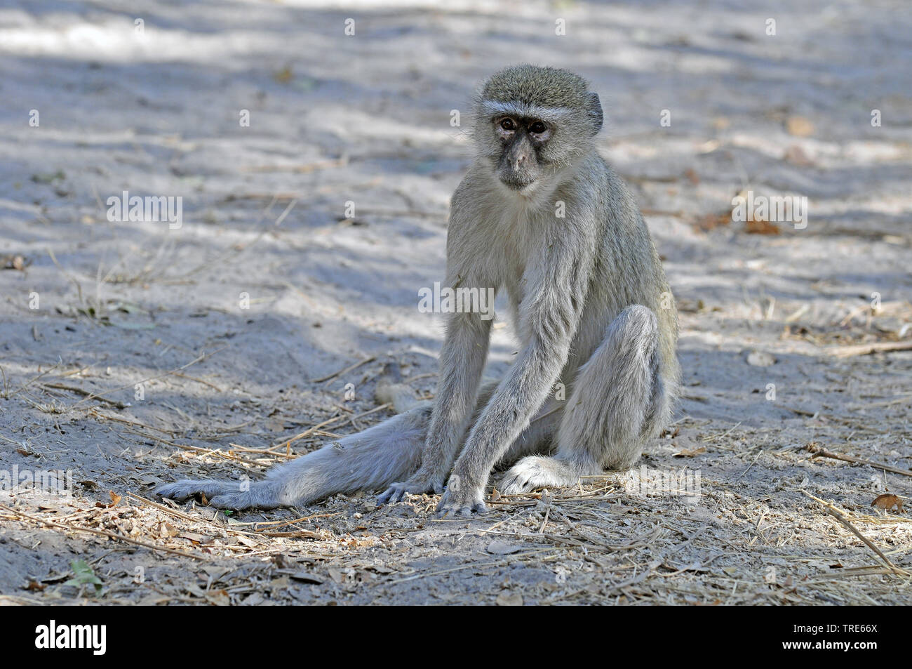 Vervet, Vervet monkey (Chlorocebus pygerythrus), sits on the ground, Namibia Stock Photo