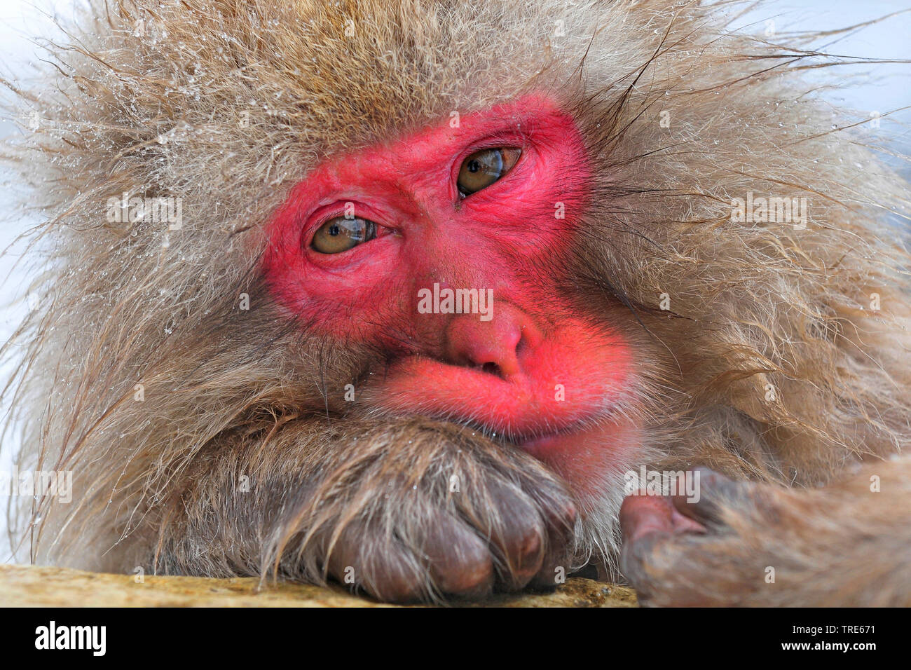 Japanese macaque, snow monkey (Macaca fuscata), bathing in a hot spring in winter, portrait, Japan, Hokkaido Stock Photo
