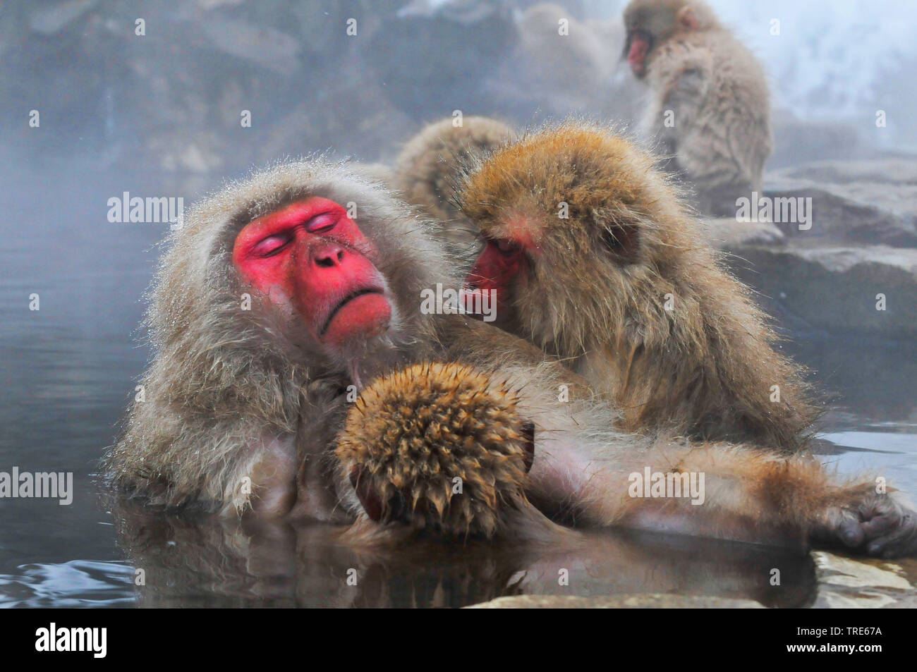 Japanese macaque, snow monkey (Macaca fuscata), group bathing in hot springs, Japan, Hokkaido Stock Photo