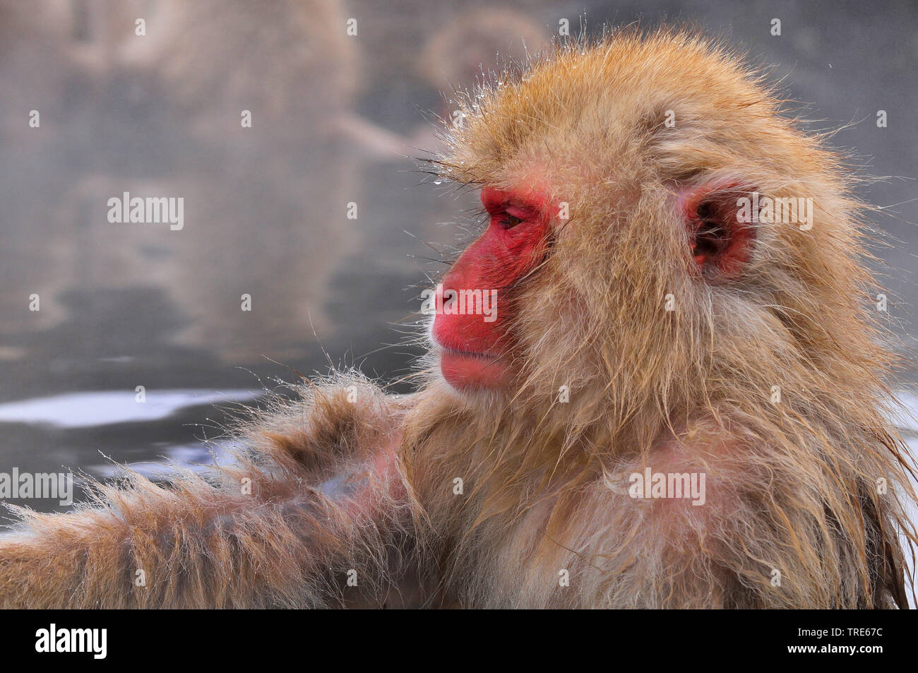 Japanese Macaque Snow Monkey Macaca Fuscata Portrait Side View Japan Hokkaido Stock Photo Alamy