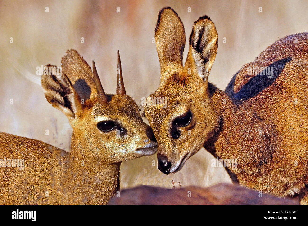 klipspringer (Oreotragus oreotragus), portrait of a couple, Namibia Stock Photo