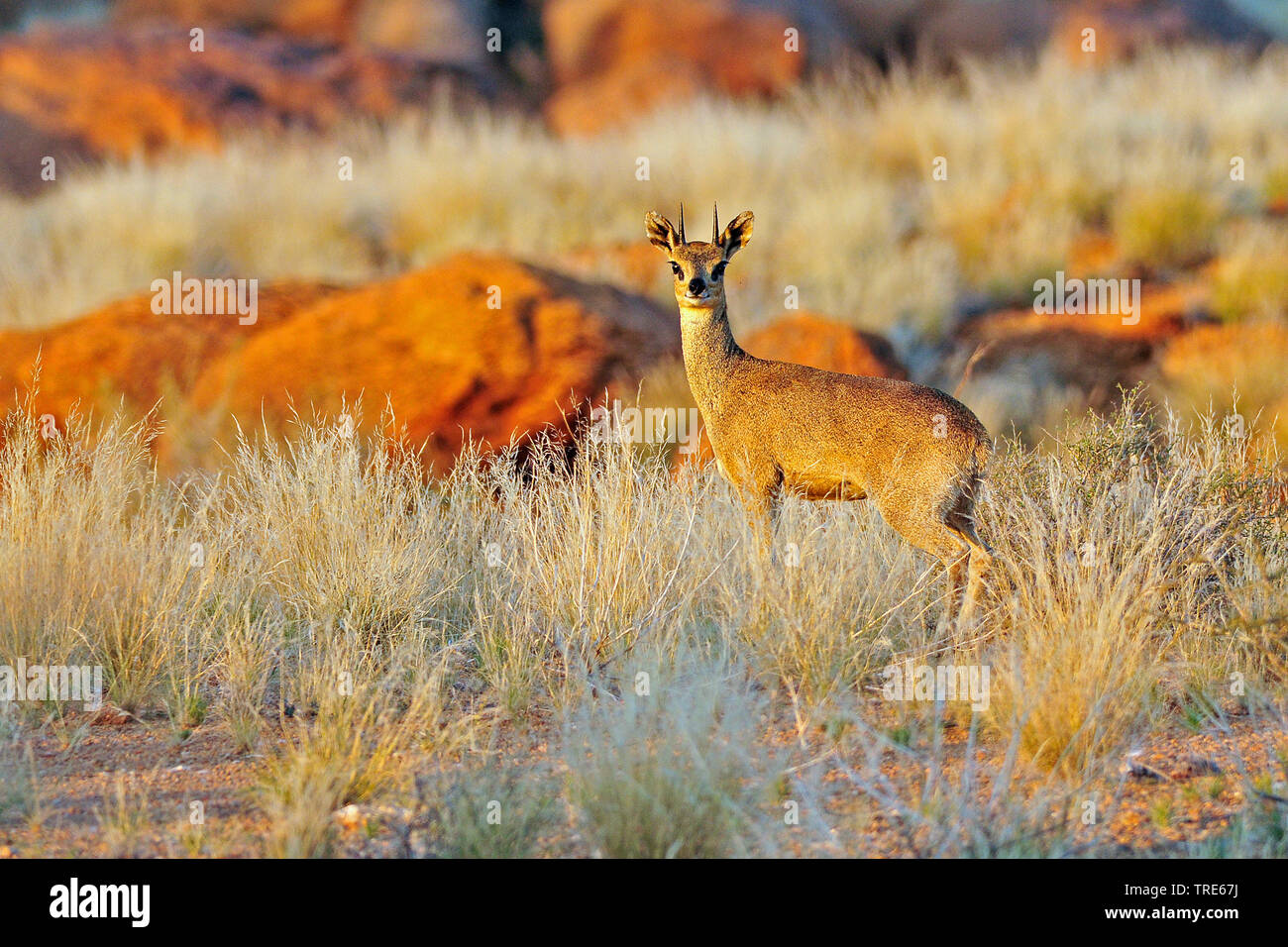 klipspringer (Oreotragus oreotragus), male, Namibia Stock Photo