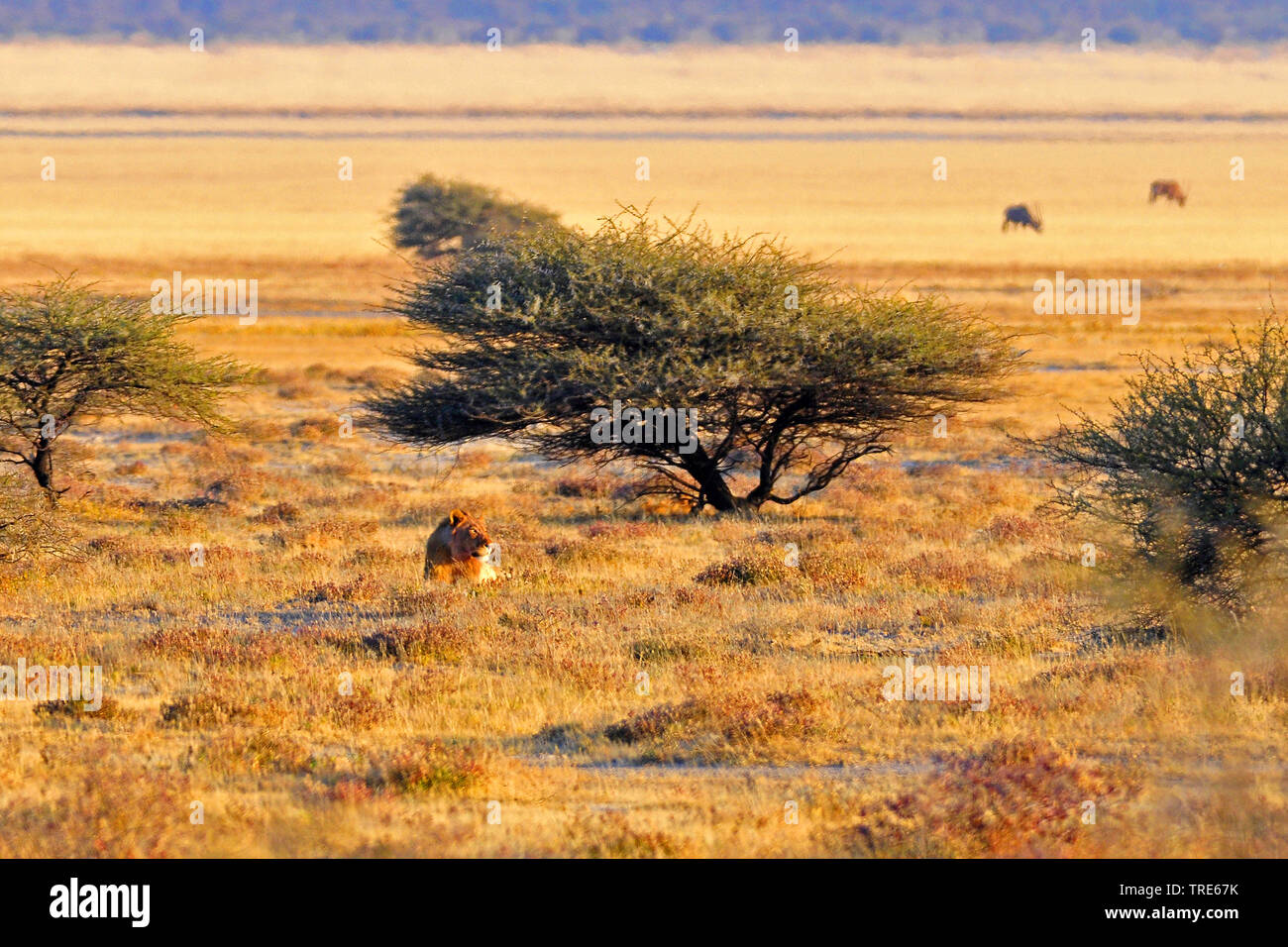 lion (Panthera leo), male lion in savanna, Namibia Stock Photo