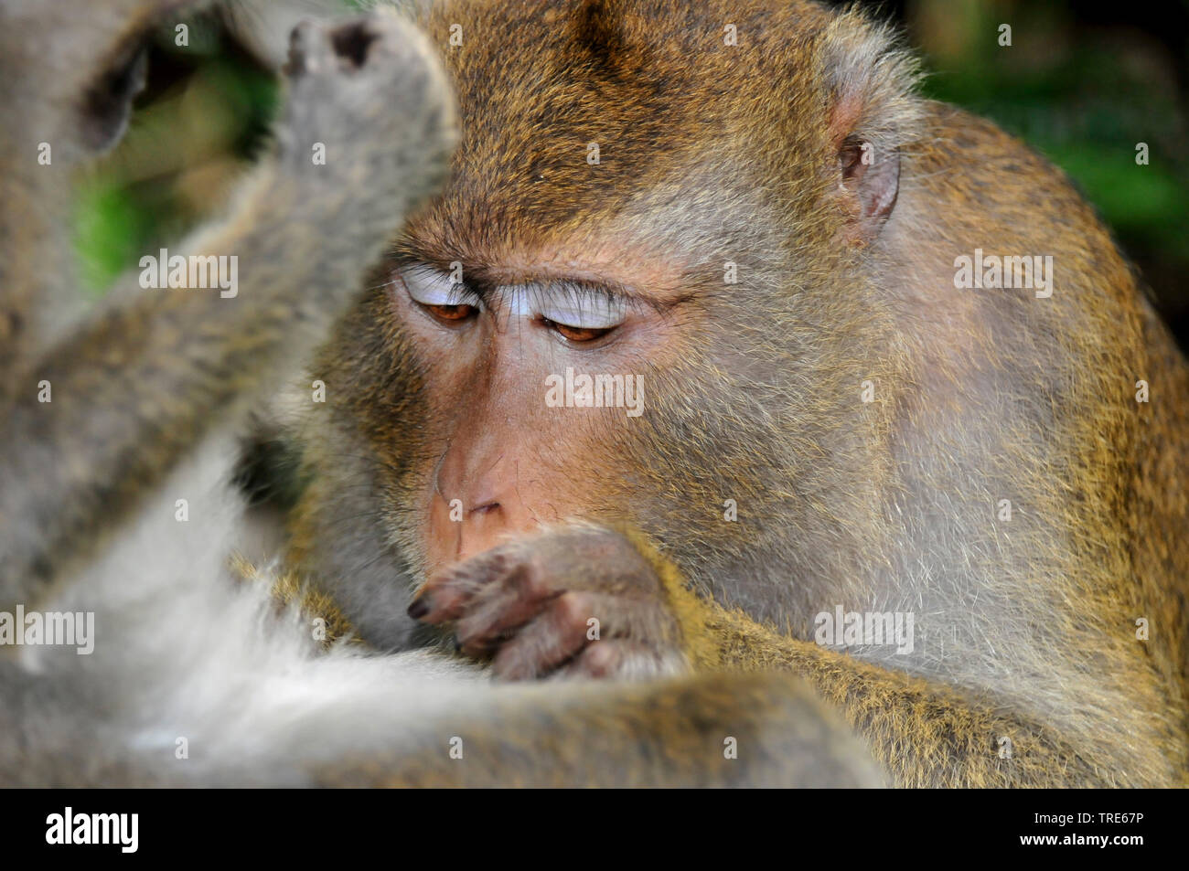 Crab-eating Macaque, Java Macaque, Longtailed Macaque (Macaca fascicularis, Macaca irus), grooming, portrait, Indonesia, Borneo Stock Photo