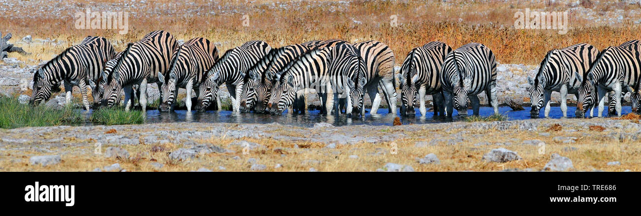 Common Zebra (Equus quagga), drinking herd at water hole, Namibia Stock Photo