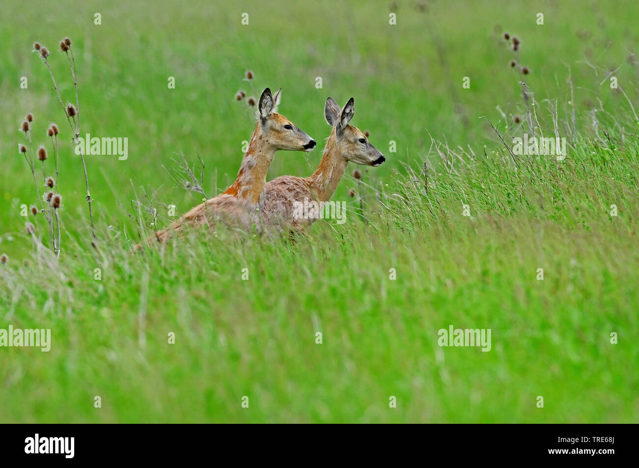 roe deer (Capreolus capreolus), Two females in a meadow, Netherlands Stock Photo