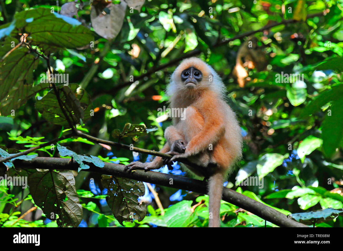 Maroon leaf monkey, Red leaf monkey (Presbytis rubicunda), sits on a branch, Indonesia, Borneo Stock Photo