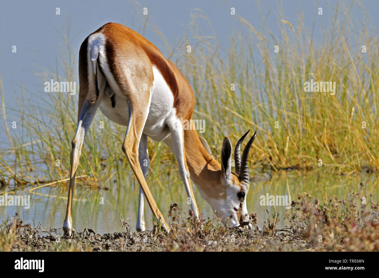 springbuck, springbok (Antidorcas marsupialis), drinking, Namibia Stock Photo