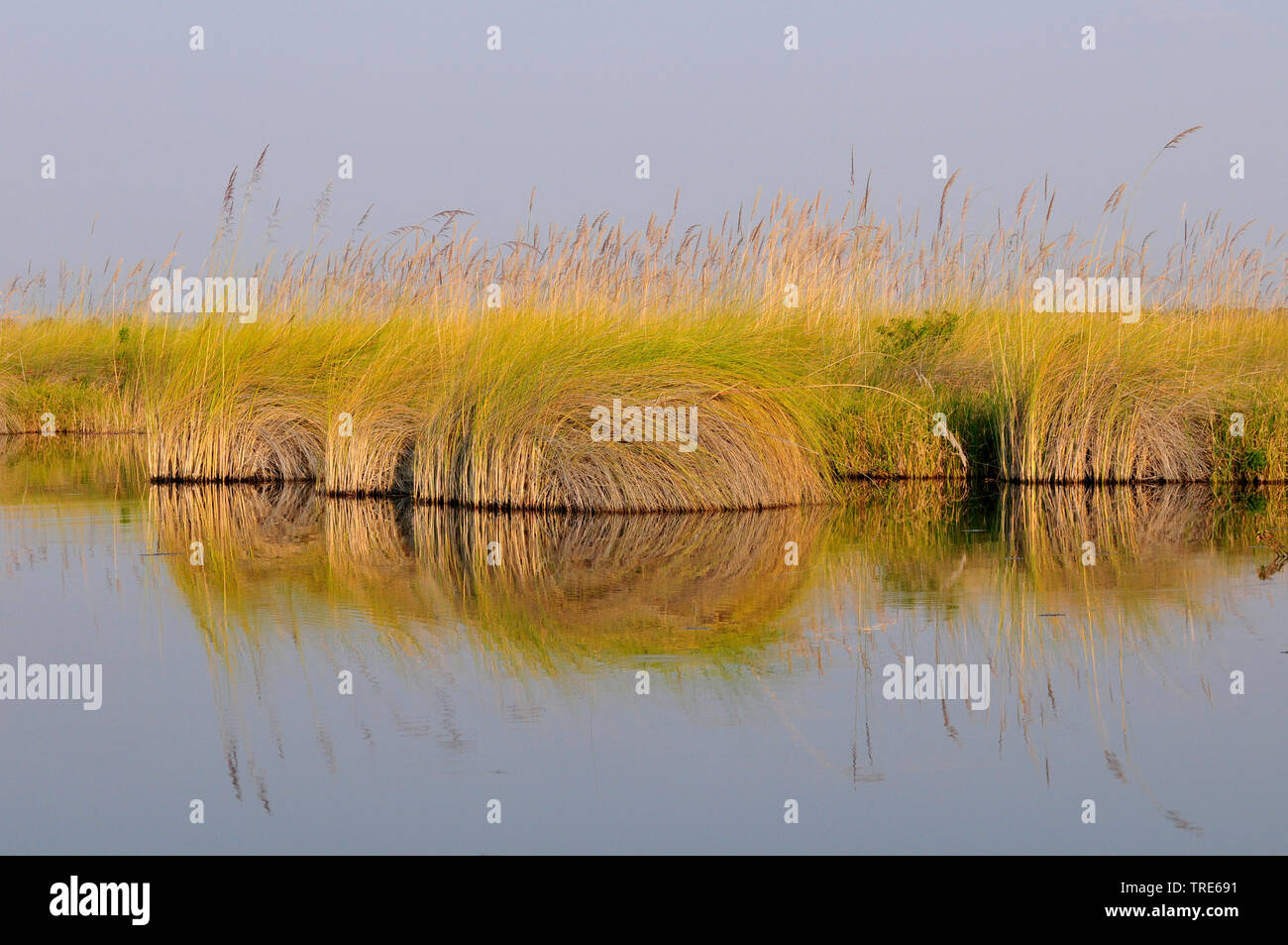 marsh, mirror image of the grass, Namibia Stock Photo