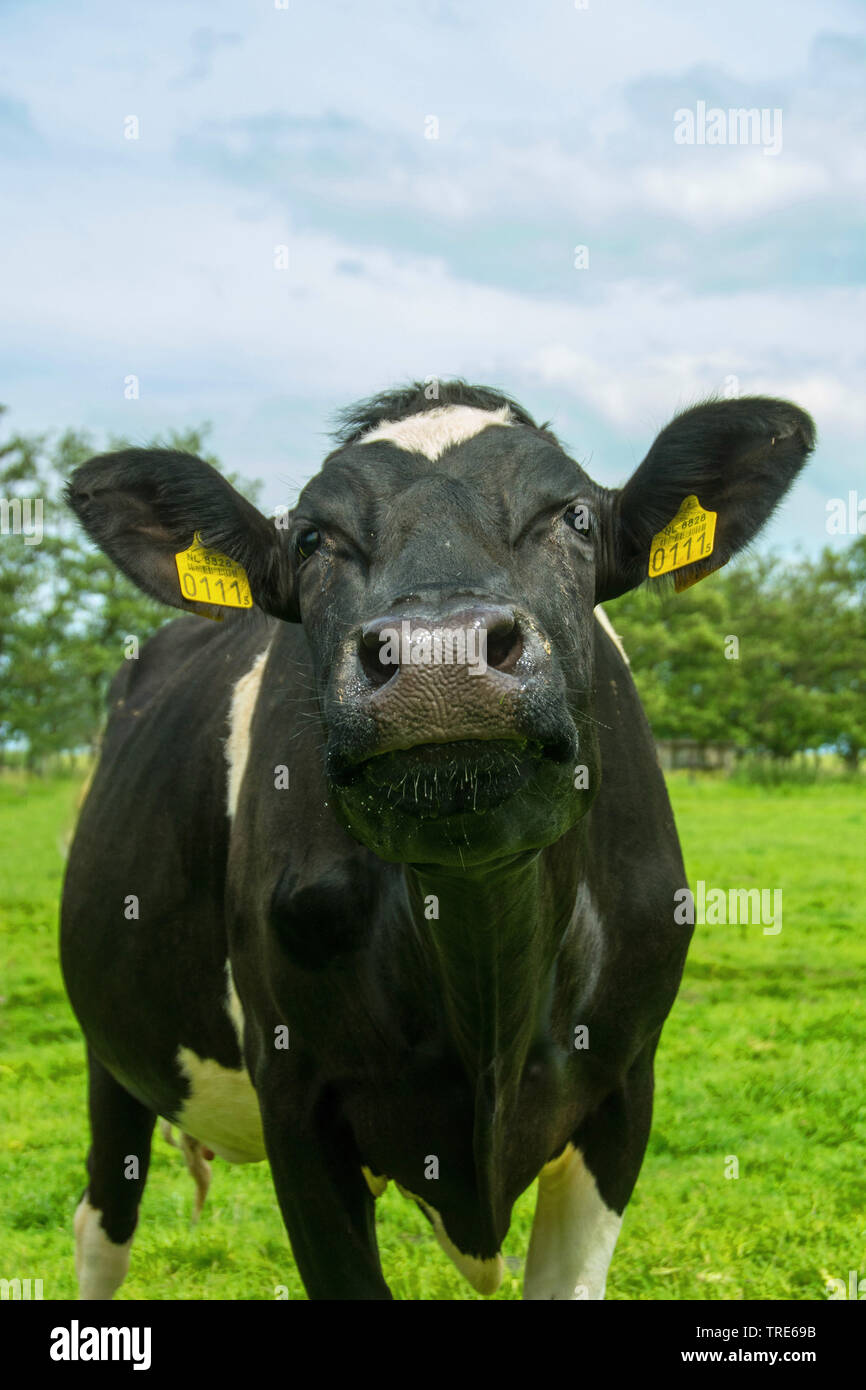 domestic cattle (Bos primigenius f. taurus), portrait, looking up, Netherlands Stock Photo