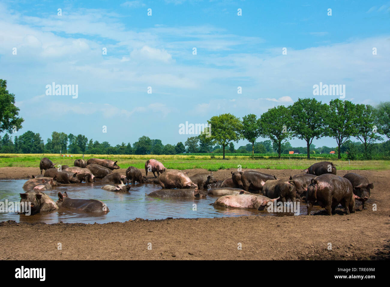 domestic pig (Sus scrofa f. domestica), pigs wallowing in a pond, Netherlands Stock Photo