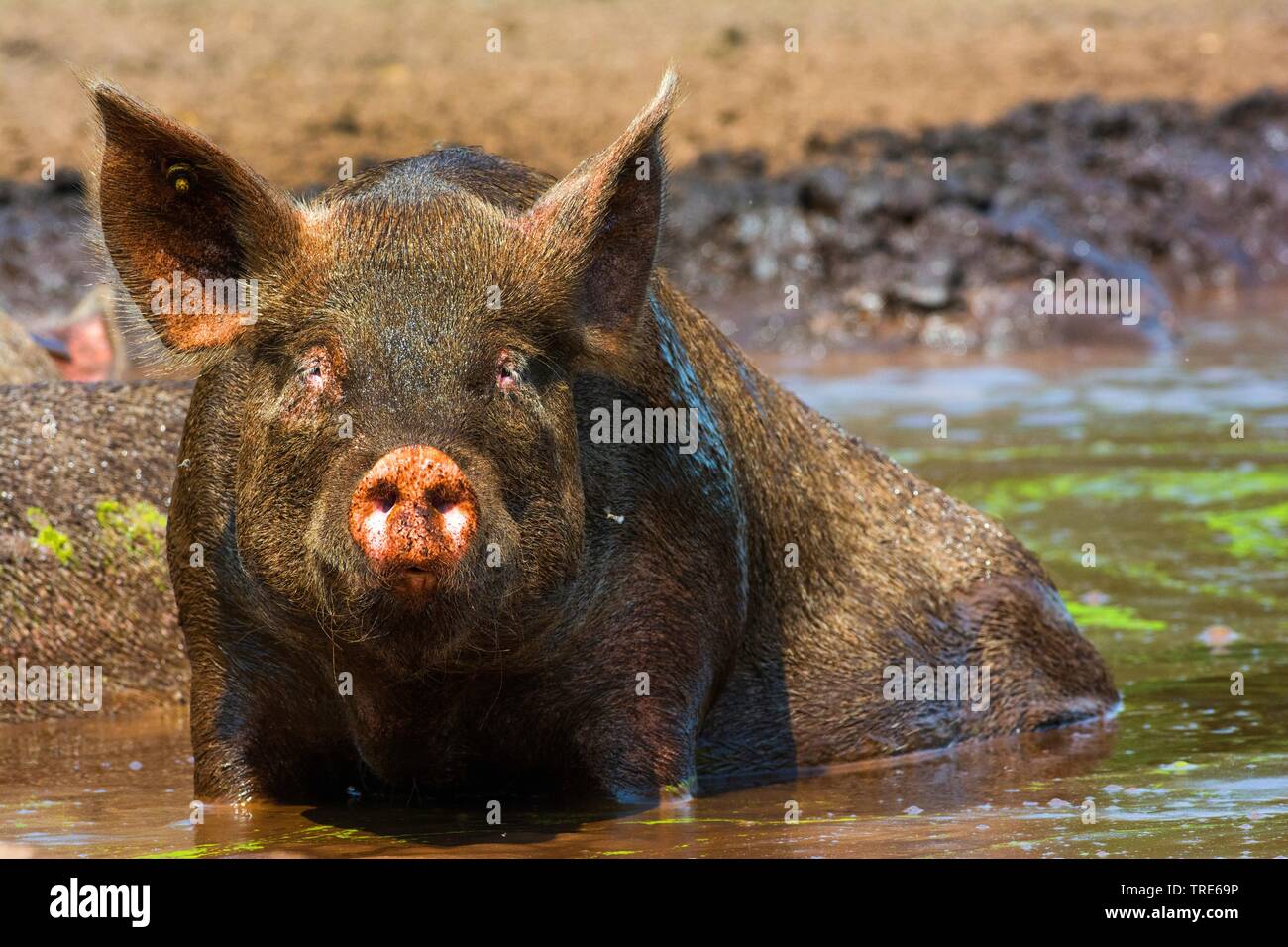 Suhlen Stock Photos & Suhlen Stock Images Alamy