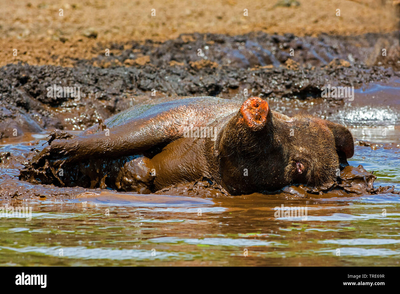 domestic pig (Sus scrofa f. domestica), pig wallowing in a pond, Netherlands Stock Photo