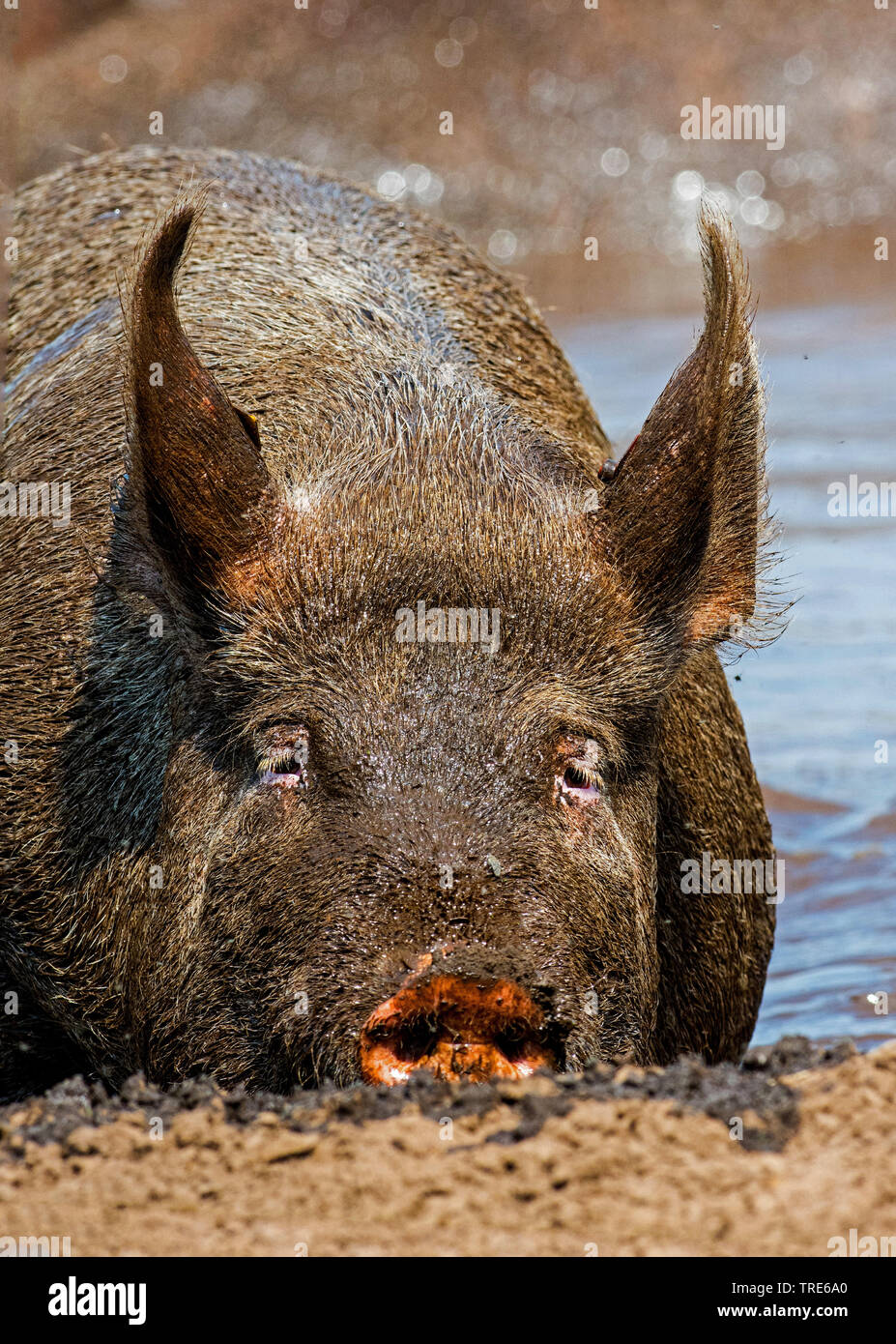 Suhlen Stock Photos & Suhlen Stock Images Alamy