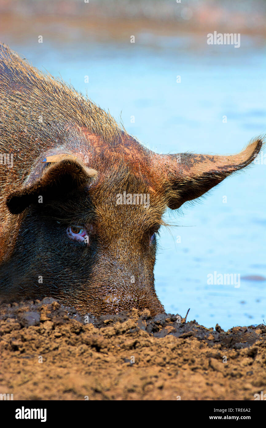 domestic pig (Sus scrofa f. domestica), pig wallowing in a pond, side view, Netherlands Stock Photo