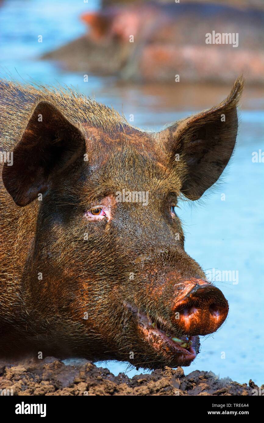 Suhlen Stock Photos & Suhlen Stock Images Alamy