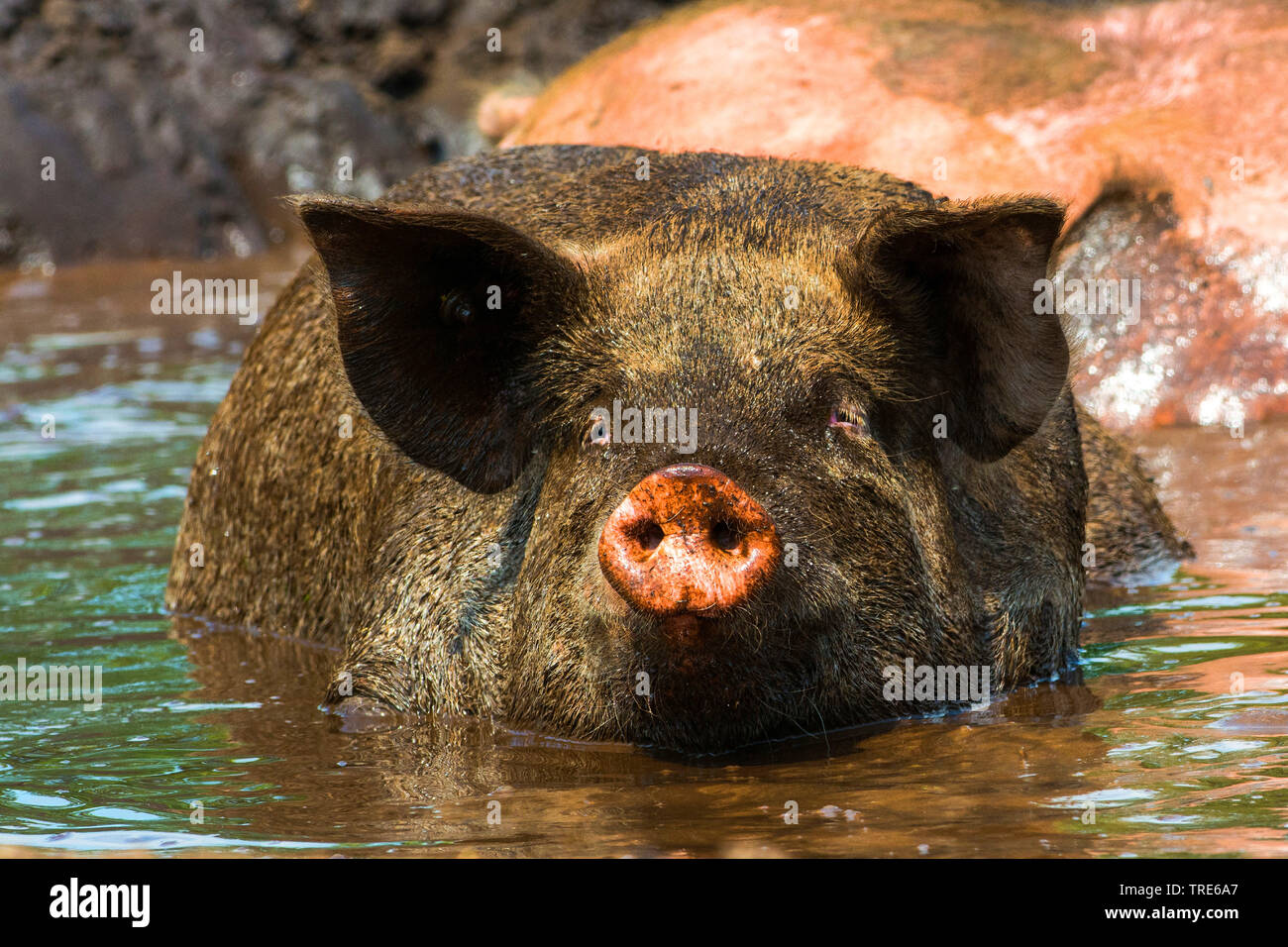 Suhlen Stock Photos & Suhlen Stock Images Alamy