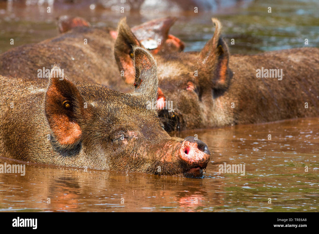 Pigs wallowing in mud hi-res stock photography and images - Alamy