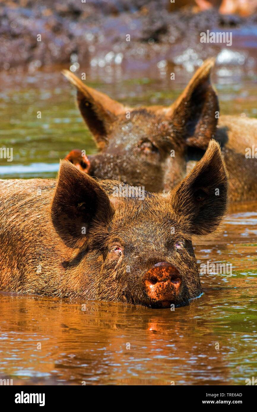 Suhlen Stock Photos & Suhlen Stock Images Alamy