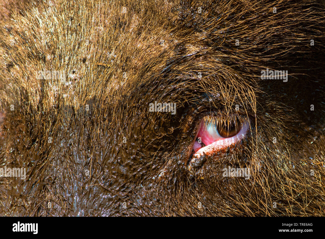 domestic pig (Sus scrofa f. domestica), porcine eye, Netherlands Stock Photo