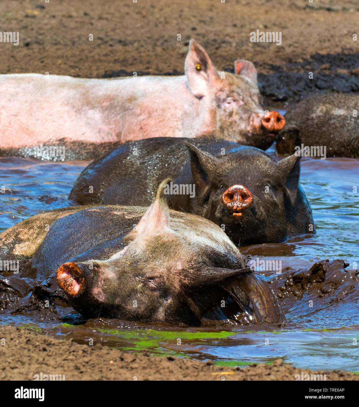 Suhlen Stock Photos & Suhlen Stock Images Alamy