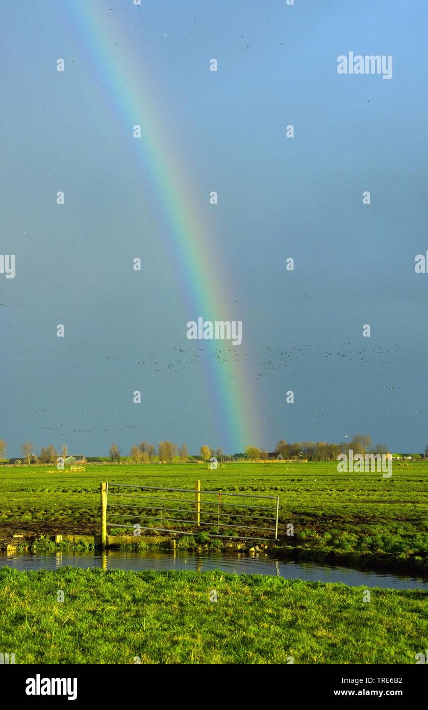 rainbow over polder landscape, Netherlands, Zeevang Stock Photo