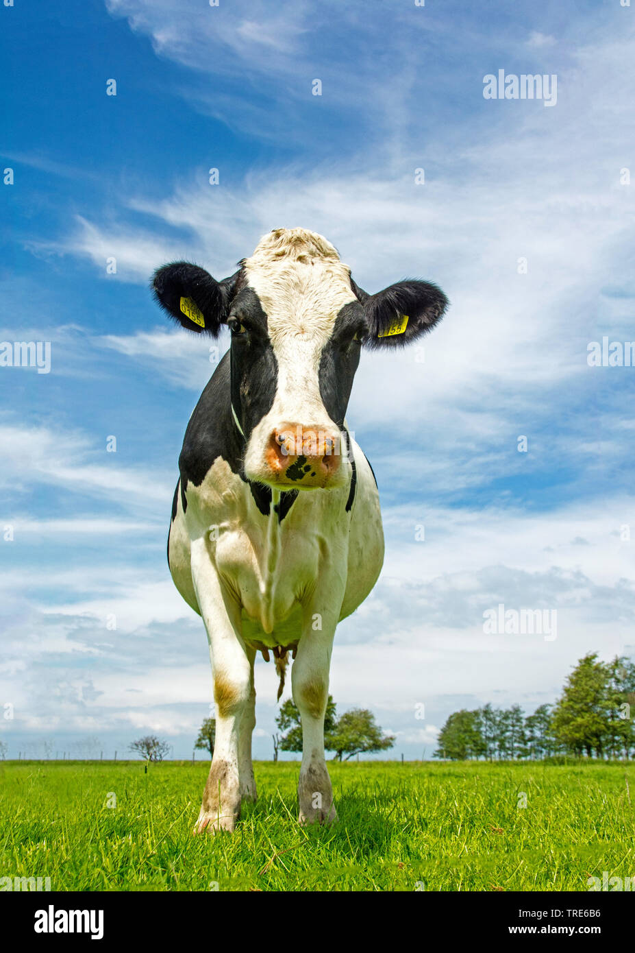 domestic cattle (Bos primigenius f. taurus), cow standing on a feedlot, front view, Netherlands Stock Photo