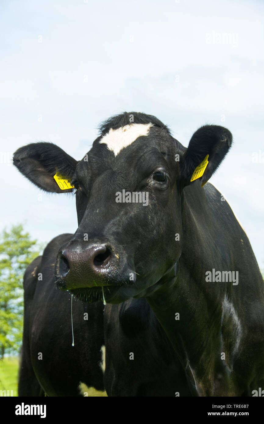 domestic cattle (Bos primigenius f. taurus), standing on a pasture, front view, Netherlands Stock Photo