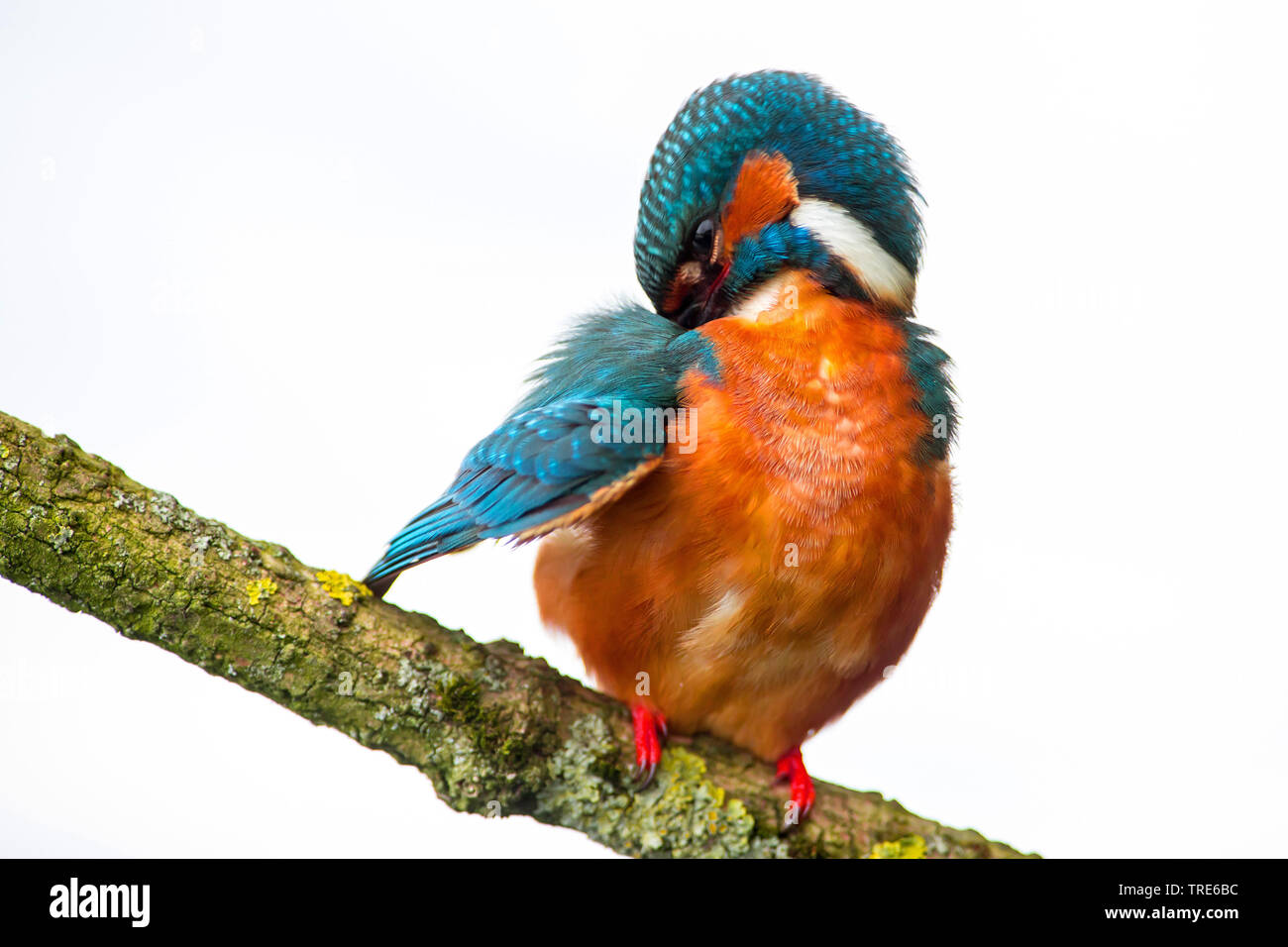 river kingfisher (Alcedo atthis), sitting on a branch preening, Netherlands, Northern Netherlands Stock Photo