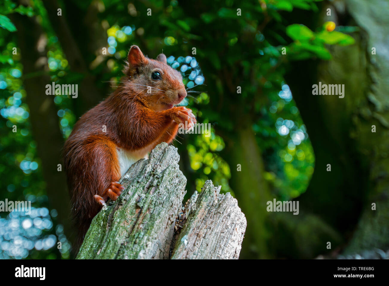 European red squirrel, Eurasian red squirrel (Sciurus vulgaris), sits eating on dead wood, side view, Netherlands, Overijssel Stock Photo