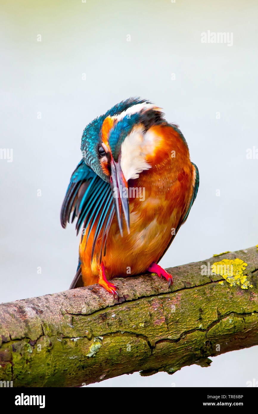 river kingfisher (Alcedo atthis), sitting on a branch preening, Netherlands, Northern Netherlands Stock Photo