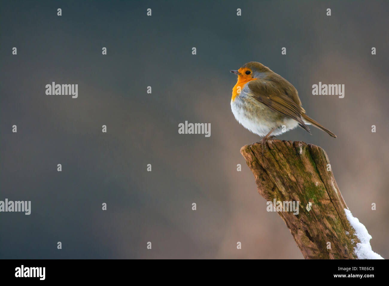 European robin (Erithacus rubecula), sitting on a pole in the snow, Netherlands Stock Photo