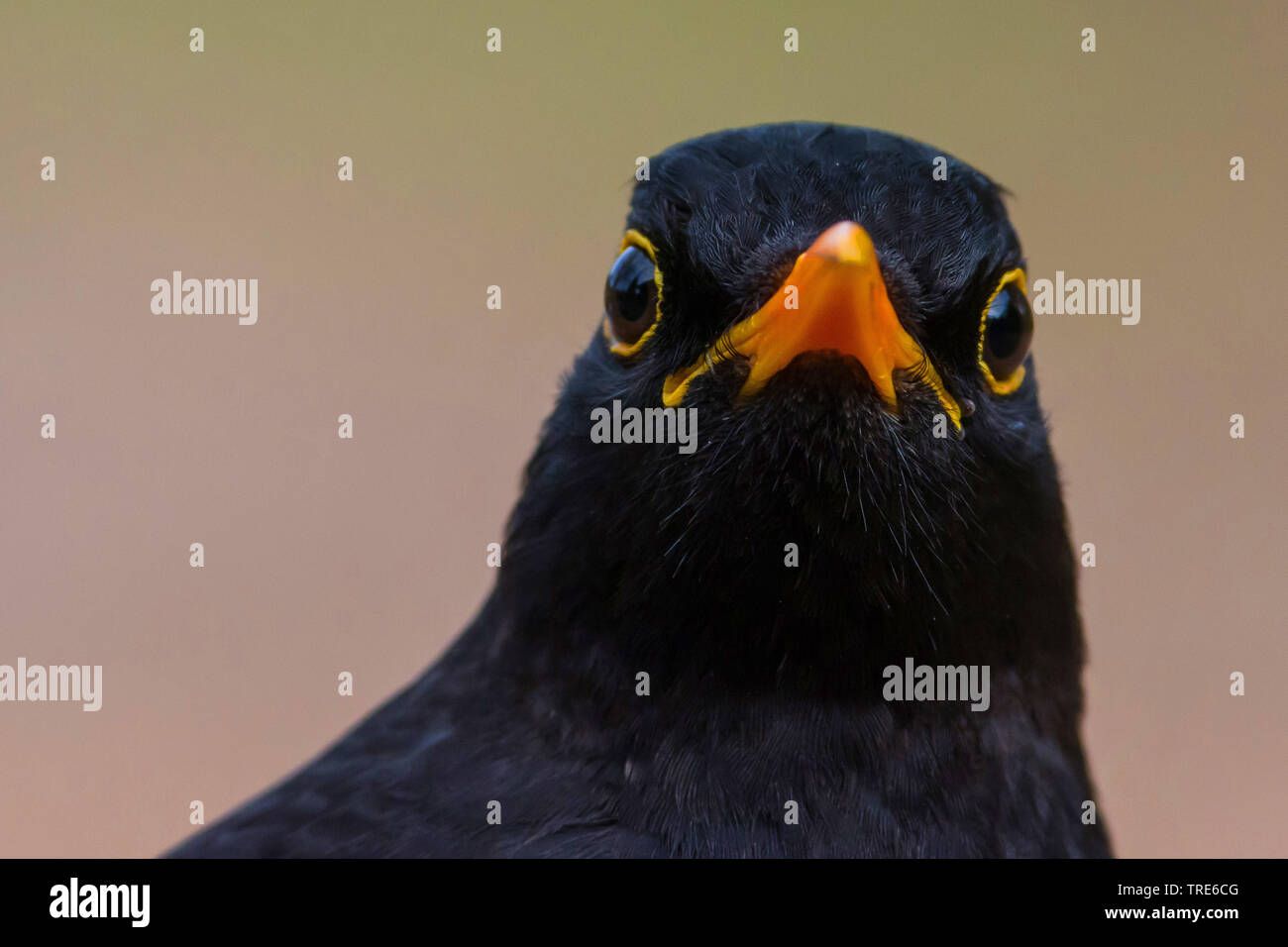 blackbird (Turdus merula), portrait, Netherlands, Overijssel Stock Photo