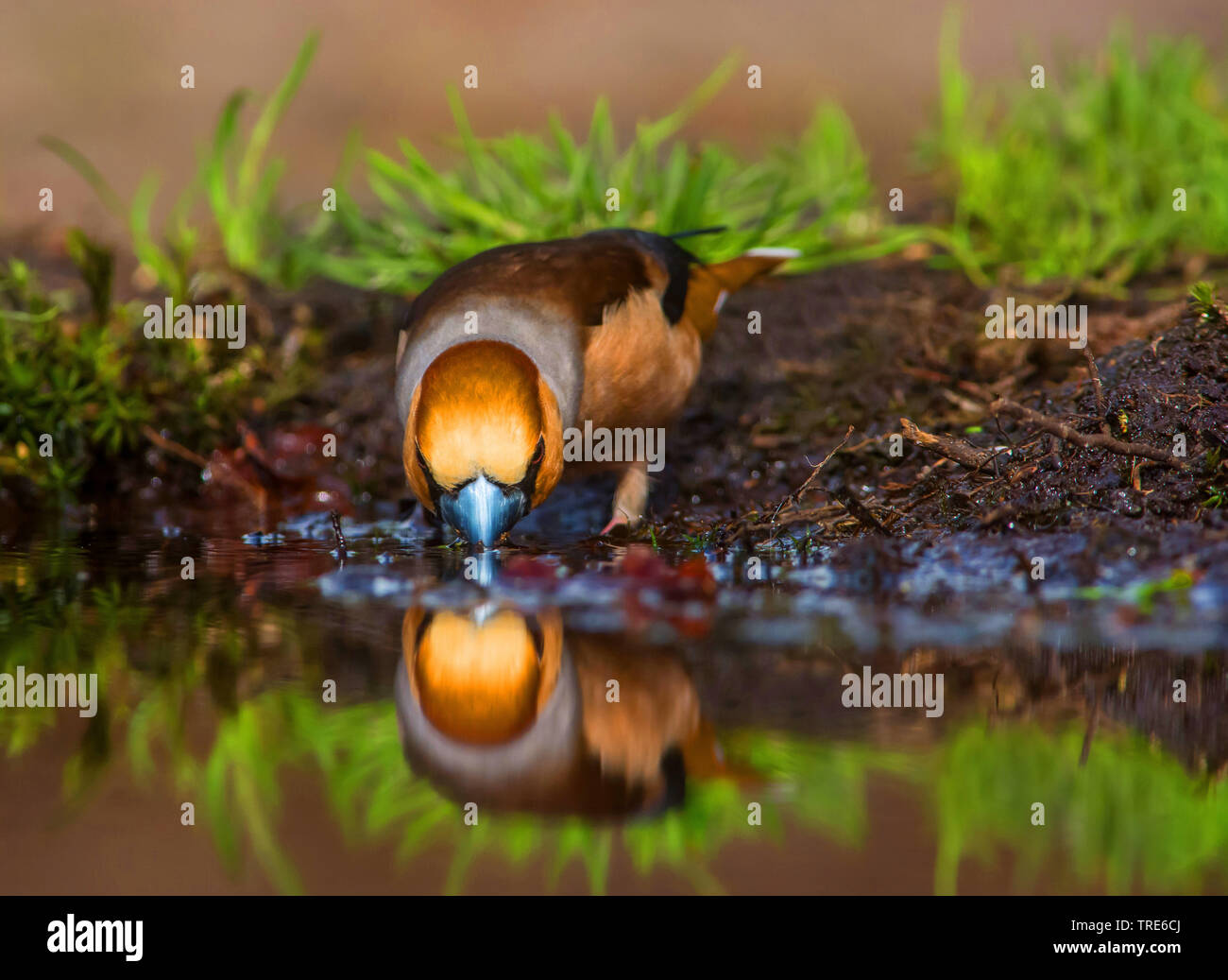 hawfinch (Coccothraustes coccothraustes), drinking at a forest pool, Netherlands, Overijssel Stock Photo