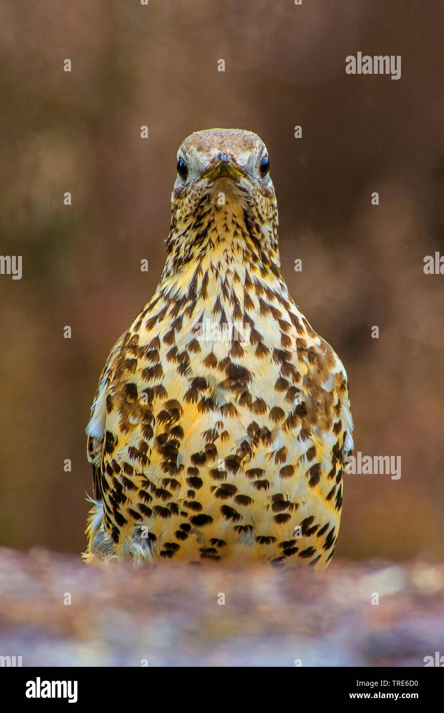 mistle thrush (Turdus viscivorus), front view, Netherlands, Overijssel Stock Photo