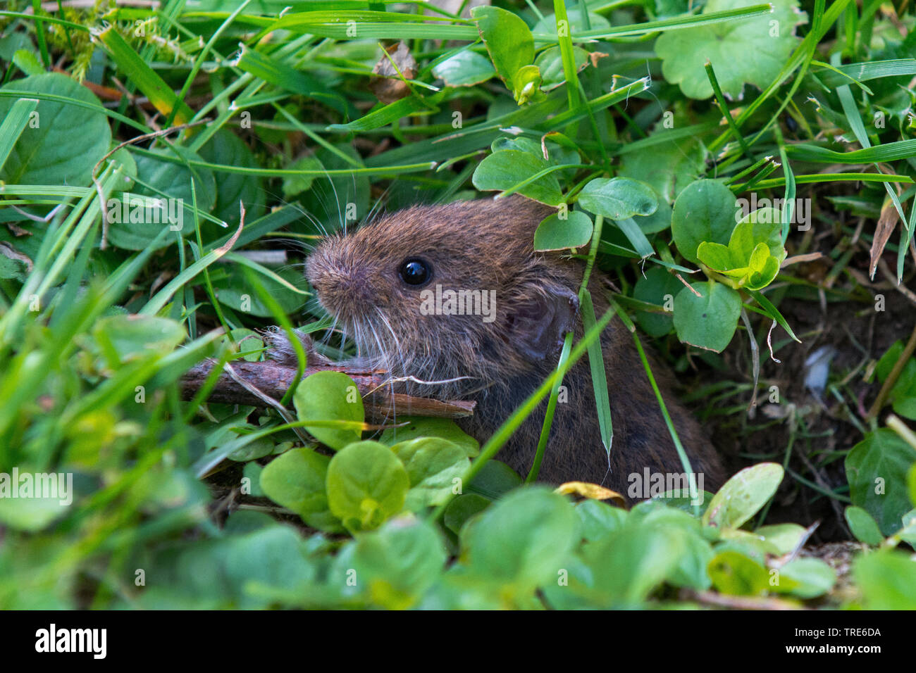 common vole (Microtus arvalis), looks out of its mousehole, Netherlands Stock Photo