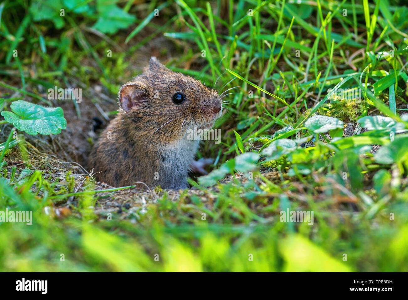 common vole (Microtus arvalis), looks out of its mousehole, Netherlands Stock Photo